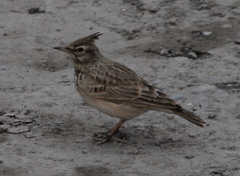 Galerida cristata