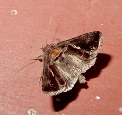 Chrysodeixis eriosoma