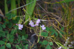 Dontostemon integrifolius
