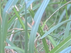 Bothrogonia addita
