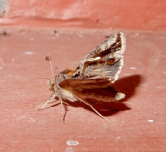 Chrysodeixis eriosoma