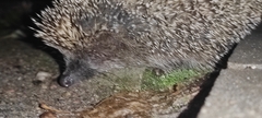 Erinaceus roumanicus