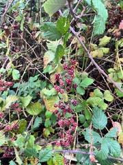 Rubus creticus