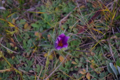 Pulsatilla bungeana