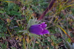 Pulsatilla bungeana