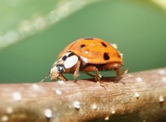 Hesperomyces harmoniae