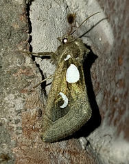 Plagiomimicus olvello