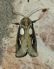 Plagiomimicus olvello