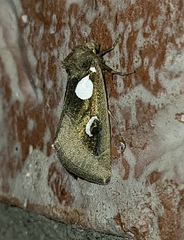 Plagiomimicus olvello