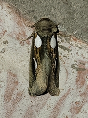Plagiomimicus olvello