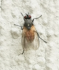 Thricops semicinereus