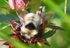 Bombus flavidus