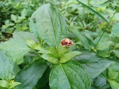 Aspidimorpha sanctaecrucis