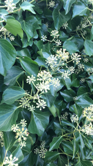 Hedera canariensis