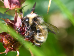 Bombus flavidus