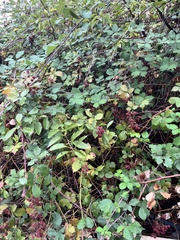 Rubus creticus