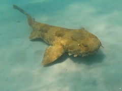 Orectolobus maculatus