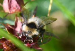 Bombus flavidus