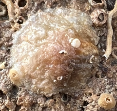 Anomia ephippium