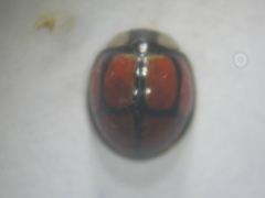 Oenopia sexareata