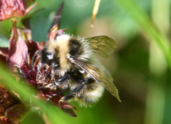 Bombus flavidus