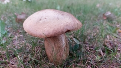 Suillellus luridus