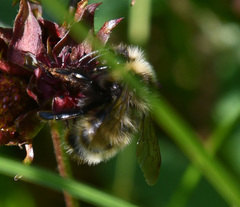 Bombus flavidus