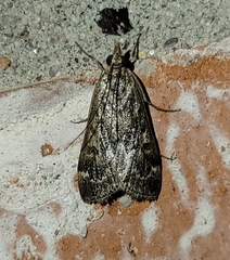 Loxostege allectalis