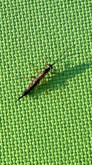Ichneumonidae