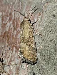 Plagiomimicus navia