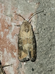 Plagiomimicus navia
