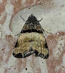 Cobubatha dividua