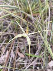 Caladenia venusta