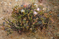 Dicrocaulon ramulosum