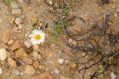 Dicrocaulon ramulosum