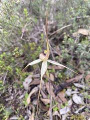 Caladenia venusta