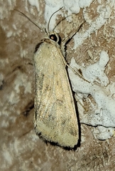 Heliocheilus paradoxus