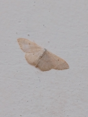 Idaea straminata