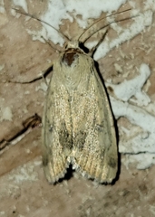 Heliocheilus paradoxus