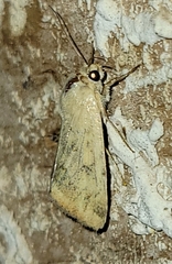 Heliocheilus paradoxus