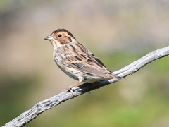 Emberiza pusilla