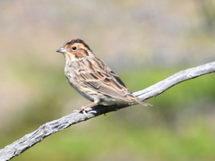Emberiza pusilla