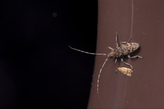 Monochamus alternatus