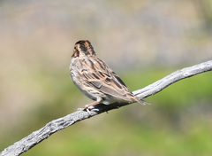 Emberiza pusilla