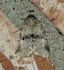 Properigea continens