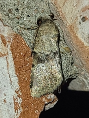 Properigea continens