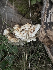 Neoantrodia serialis