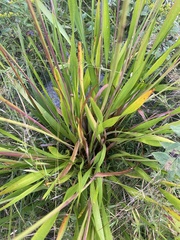 Xyris platylepis