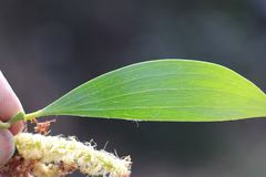 Acacia leiocalyx