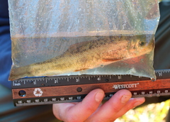 Catostomus commersonii